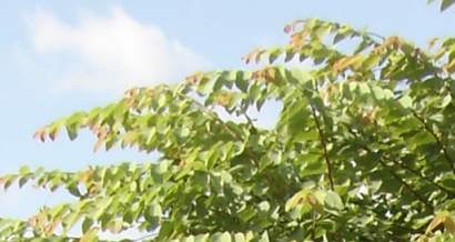 Tree in leaf