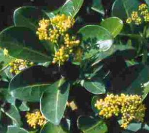 Shiny leaves and yellow flowers