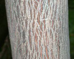 Bark of the Pteleopsis myrtifolia tree