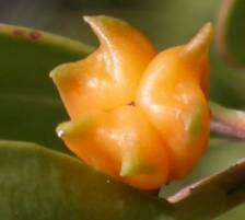 Fruit