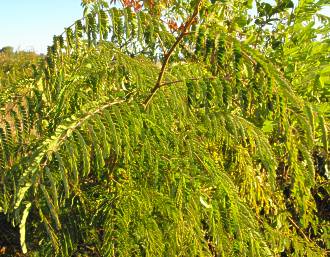 Pterolobium stellatum shrub