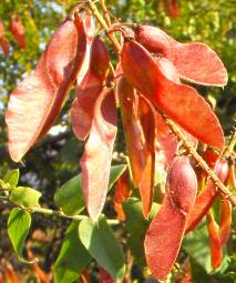 Pterolobium stellatum seed pods