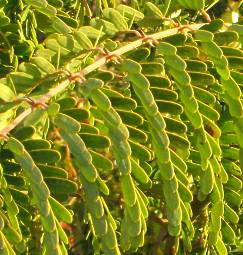 Pterolobium stellatum leaves