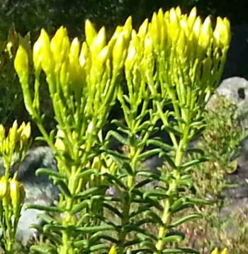 Young inflorescence