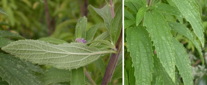 Coleus kirkii leaves, showing underside.