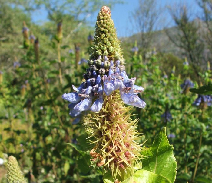 Coleus livingstonei, in Kirstenbosch NBG. (Photo Alice Notten)