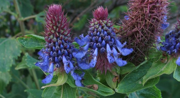 Coleus livingstonei, dark blue flowers. (Photo Alice Notten)