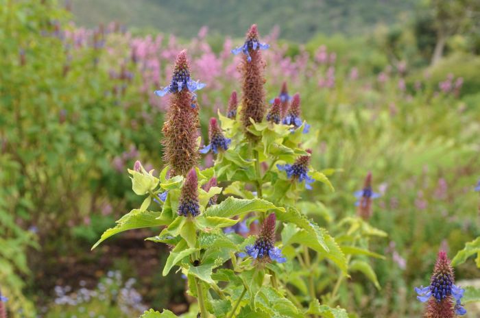 Coleus livingstonei, in Kirstenbosch NBG. (Photo Alice Notten)