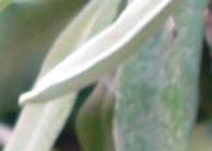 Grey, felted leaves