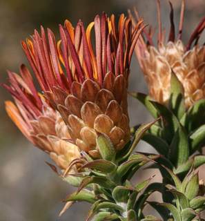 Relhania speciosa flower heads