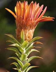 Relhania speciosa flower head