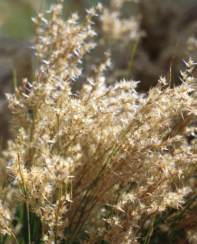 Male plants of R estio festuciformis