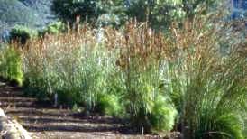 Growing in Kirstenbosch