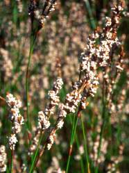 Female flowers