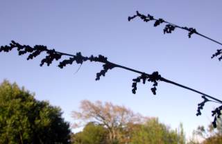 Female inflorescence