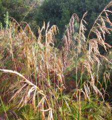 Male inflorescence