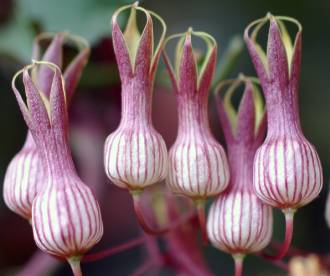 Riocreuxia picta flowers