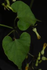 Riocreuxia foliage