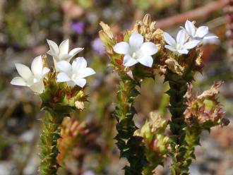 Roella amplexicaulis