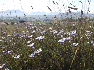 Roella ciliata growing in Brackenfell