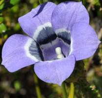 Roella ciliata side view