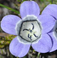 Roella ciliata top view