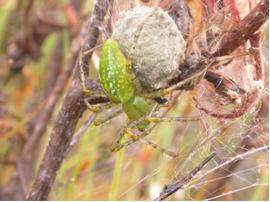 Assasin bugs on Roridula