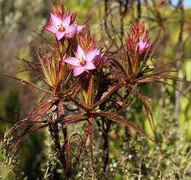 Roridula gorgonias shrub