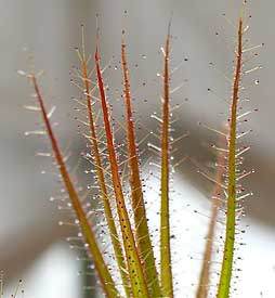 Roridula gorgonias showing sticky leaves