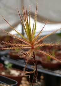 Roridula gorgonias immature plant