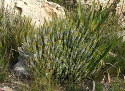 Plant growing near Redhill