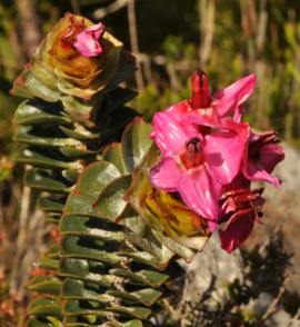 Flowers and leaves