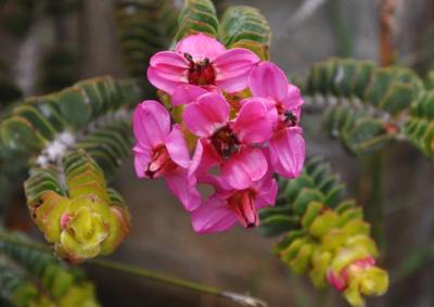 Flowers with ruptured pollen sacs