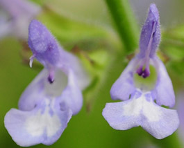 Salvia aurita var. aurita flowers