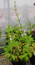 Salvia aurita var. aurita pot plant