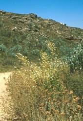 White form growing at Beaverlak (SW Cape)