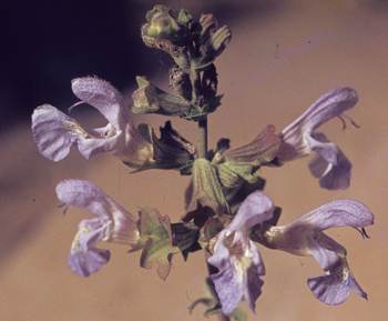 Flowers showing lower lip