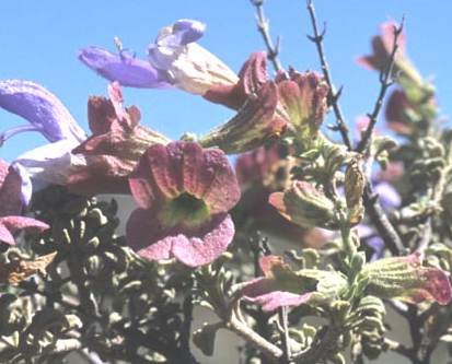 Flowers and clayx which remains after flower falls