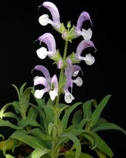 Salvia disermas shrub