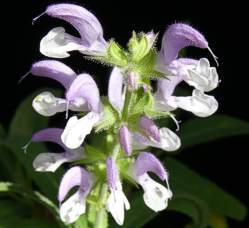 Salvia disermas flowers