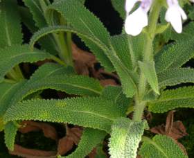 Salvia disermas leaves