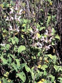 Salvia disermas shrub