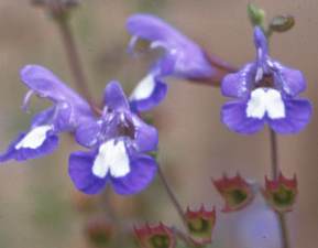 Flowers- close-up