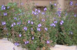 Growing in raised bed