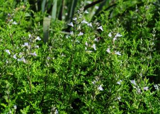 Salvia namaensis shrub