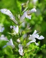 Salvia namaensis flowering stem