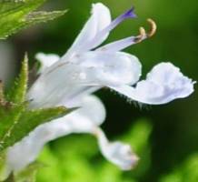 Salvia namaensis flower