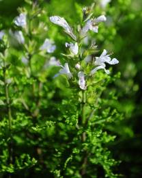 Salvia namaensis shrub