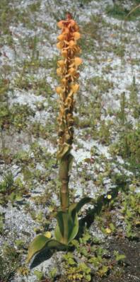 Satyrium coriifolium