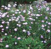 Scabiosa incisa